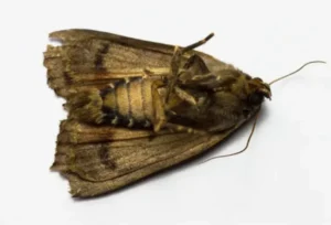 مكافحة العثة