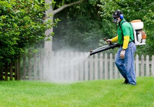 شركة مكافحة الحشرات في دبي