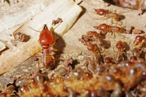 مكافحة النمل الابيض