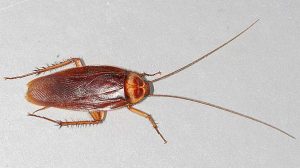 حشرة الصراصير