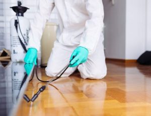 شركة مكافحة حشرات في الخان بالشارقة