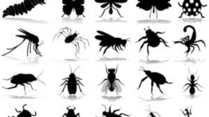 شركة مكافحة الصراصير