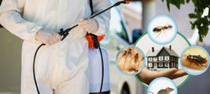 شركة مكافحة حشرات بدسمان