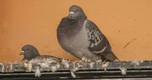 شركة مكافحة حمام في دبي