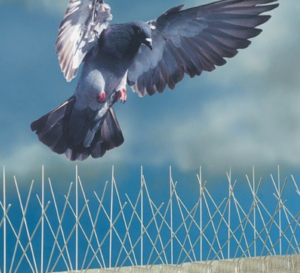 مكافحة الحمام الشارقة