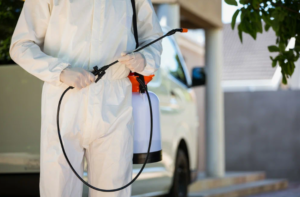 شركة مكافحة الحشرات بعجمان