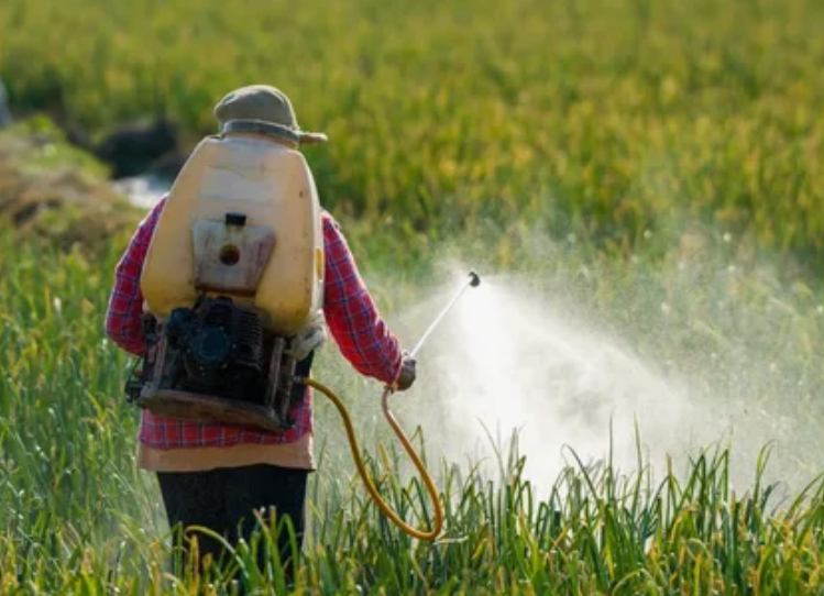 شركات رش مبيدات في عجمان