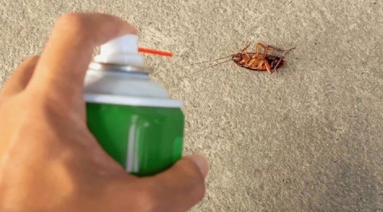 شركات رش الحشرات في عجمان