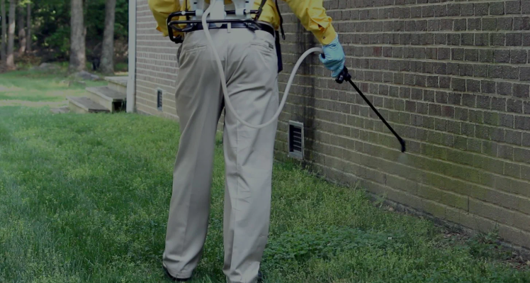 شركات رش حشرات في عجمان