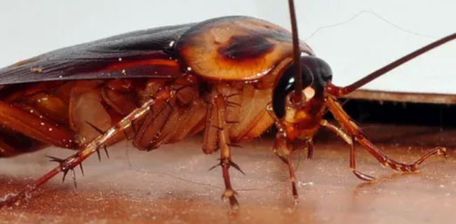 شركة حشرات بعجمان