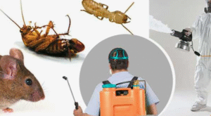 شركة رش حشرات في عجمان