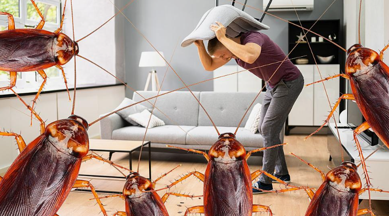 شركة مكافحة صراصير بعجمان