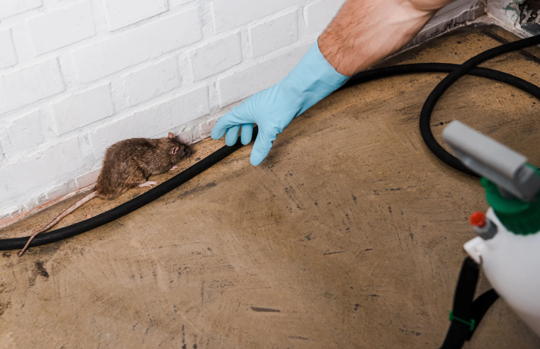 شركة مكافحة قوارض بعجمان