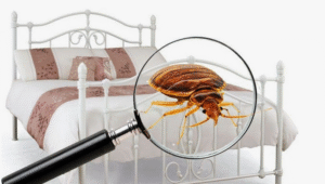 شركات مكافحة بق الفراش عجمان